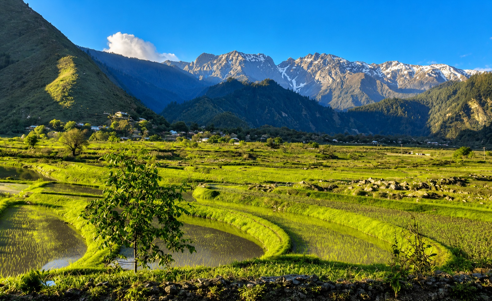 Rice fields of Leepa Valley, Azad Kashmir
